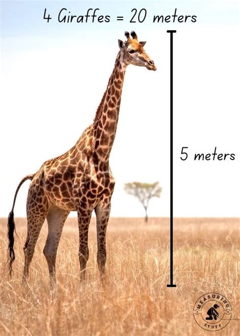 20metres in feet|how long is 20 meters.